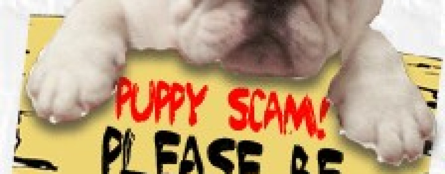 Beware of Online Pet Scams