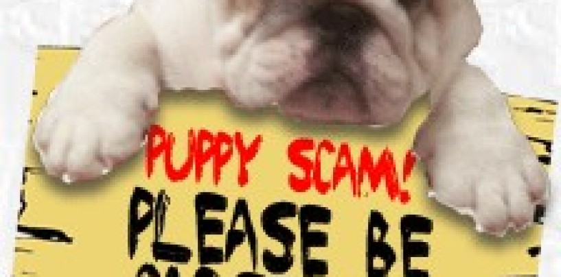 Beware of Online Pet Scams